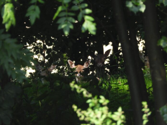 241400626_1219638838508691_6998809765807533835_n