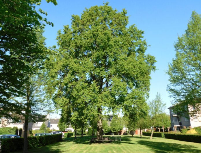 Eik-Hertoglaan-Mijns.-30-4-2024-768x585-1