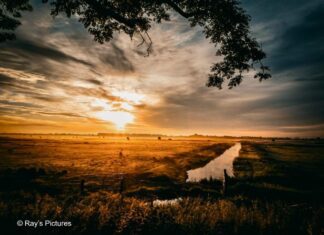 Kwaliteitsimpuls Oudeland van Strijen: Nieuw waterbeheer en natuurherstel voor weidevogels