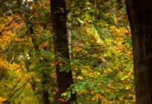 Expositie Mary Romijn: ‘De vier jaargetijden’