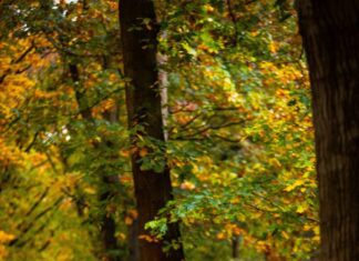 Expositie Mary Romijn: ‘De vier jaargetijden’