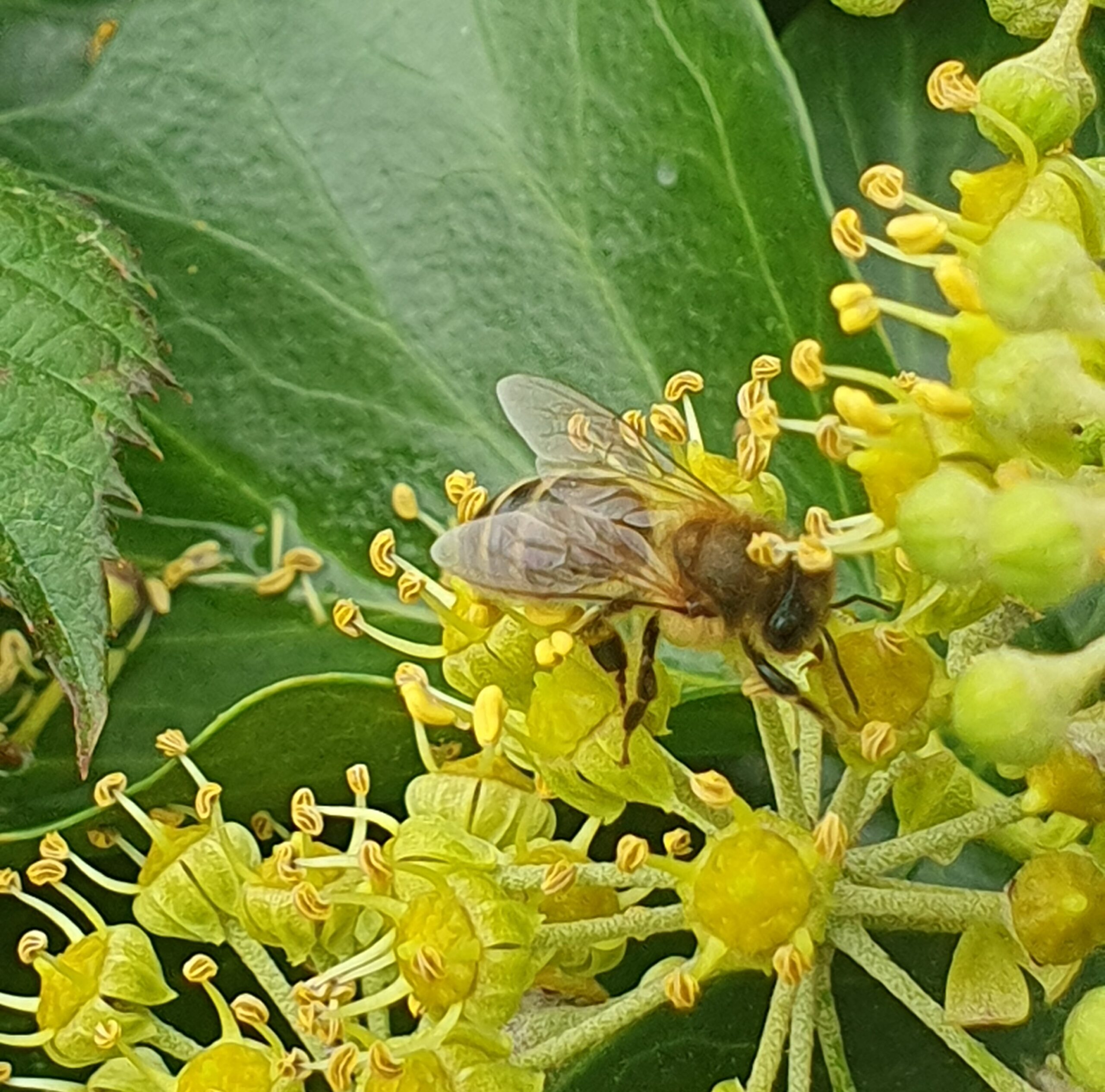 Gratis biodivers verrassingspakket voor de dag van de Biodiversiteit
